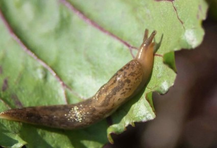 ����������� ������� ������ �� �������� �� ����� �������