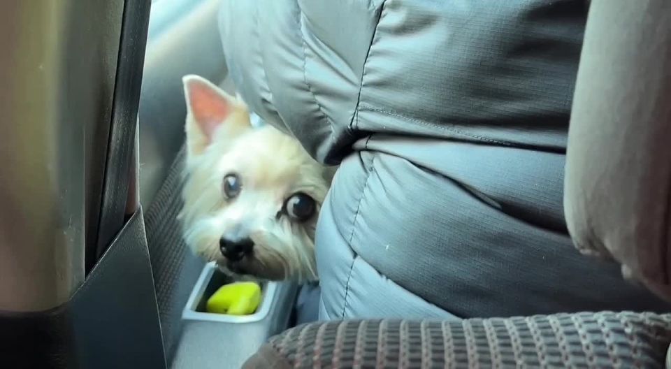 В Омском такси заметили «Аль Пачино» — по паспорту звезда, по кличке просто Чупа