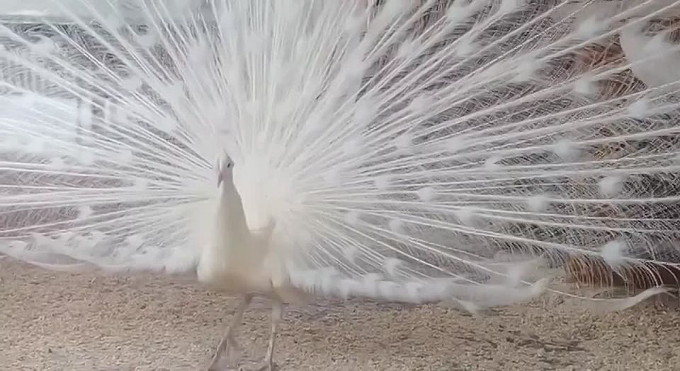 Завораживающий танец белого павлина запечатлели сотрудники Большереченского зоопарка