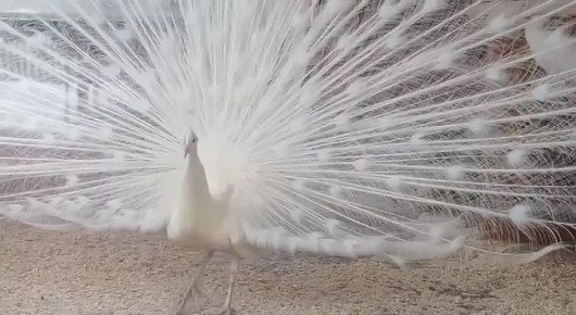 �������������� ����� ������ ������� ����������� ���������� ���������������� ��������