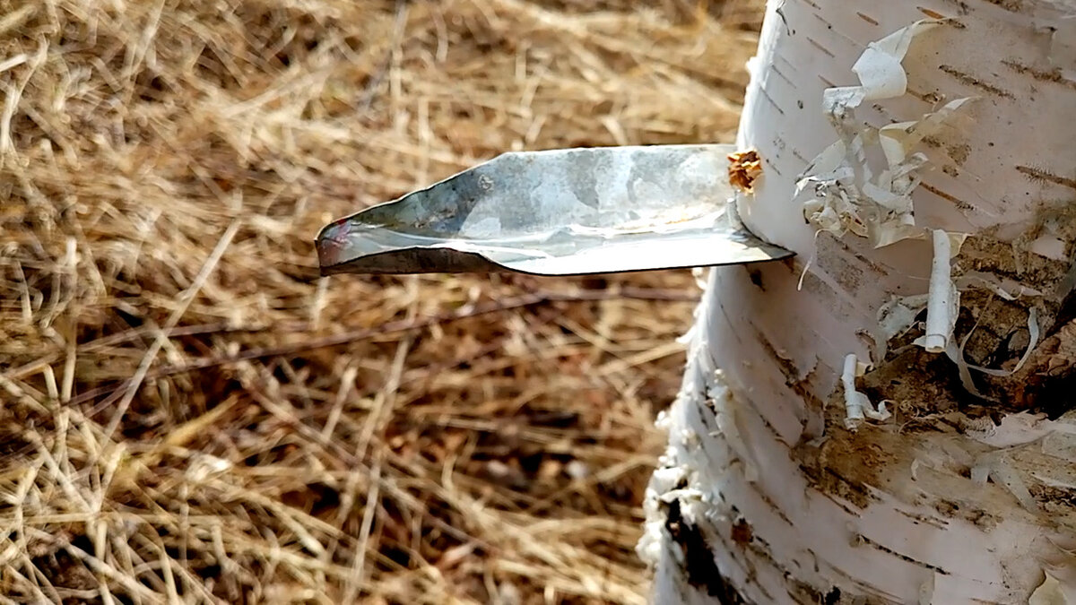 Собираем берёзовый сок: что нужно знать, чтобы не навредить дереву и себе