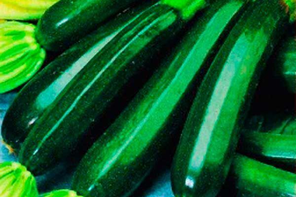 Все о кабачках Кандела: от посадки до сбора урожая