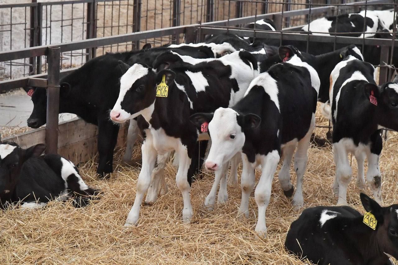 Виталий Хоценко направил 40 млн рублей на поддержку производства молока