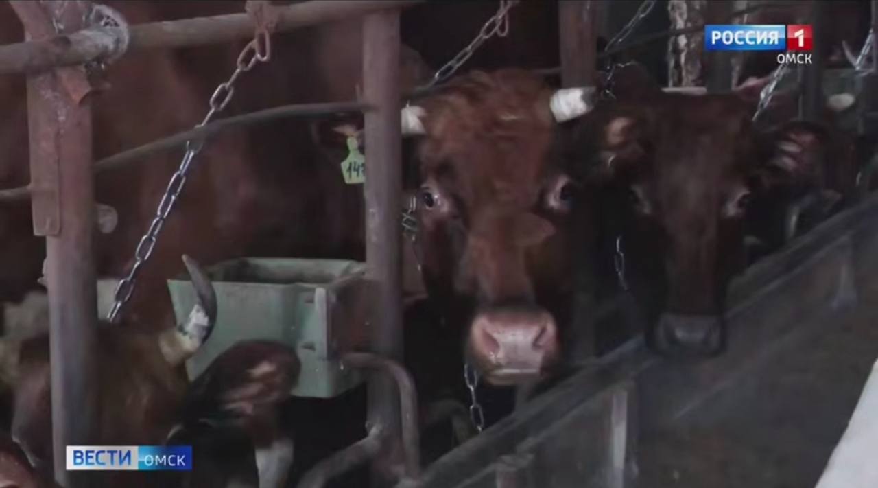 40 млн руб. направят на субсидии для производства молока в Омской области