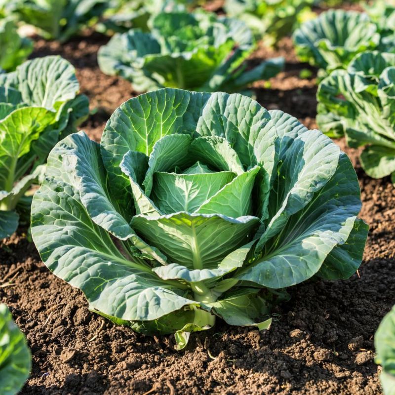 ����� �������� �������: �������� ������� ��� ��������� ������