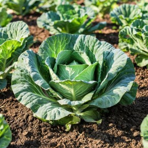 ����� �������� �������: �������� ������� ��� ��������� ������