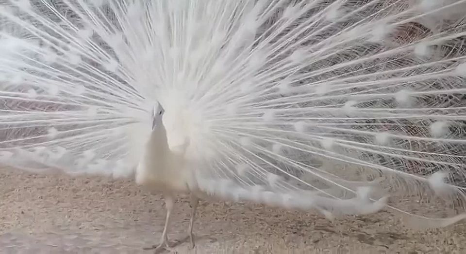 В Большереченском зоопарке станцевал белый павлин