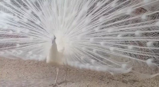 В Большереченском зоопарке станцевал белый павлин