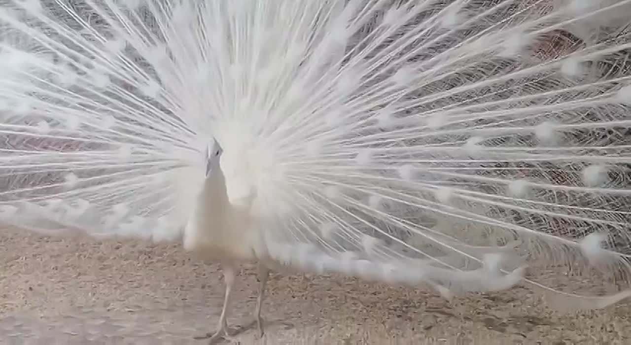 В Большереченском зоопарке станцевал белый павлин