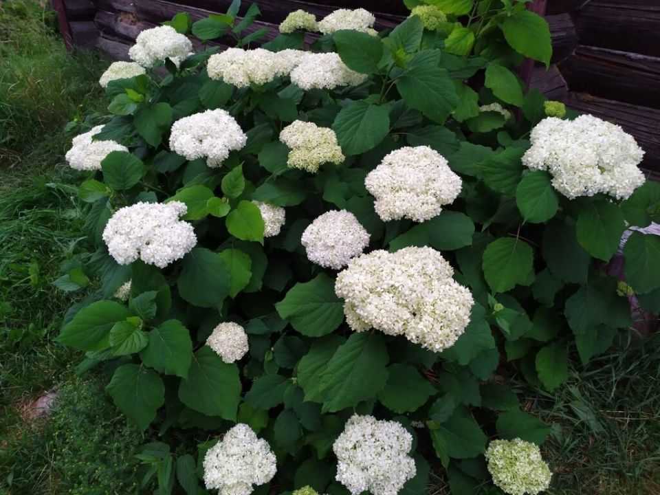 ��������� �� ������ ��������: ������� � ���������, ������� ����� �����