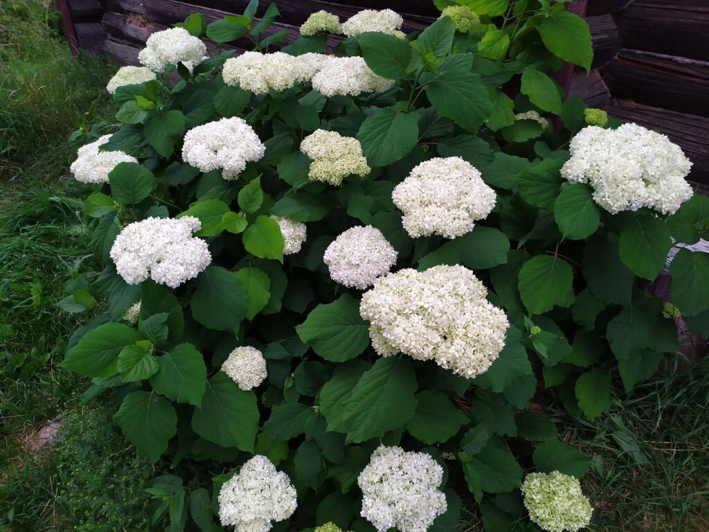 Гортензия на страже здоровья: болезни и вредители, которые стоит знать