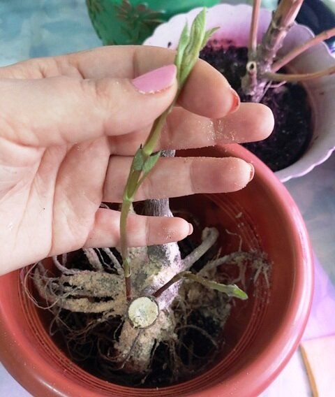 ��� ��������� ����������� ������ ��������� ������ � ��� ������, ���� ��� ���������� ������ �����