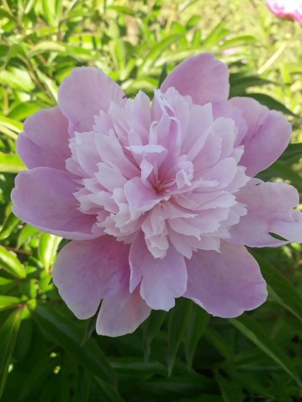 Почему ваши пионы не цветут: основные причины проблемы