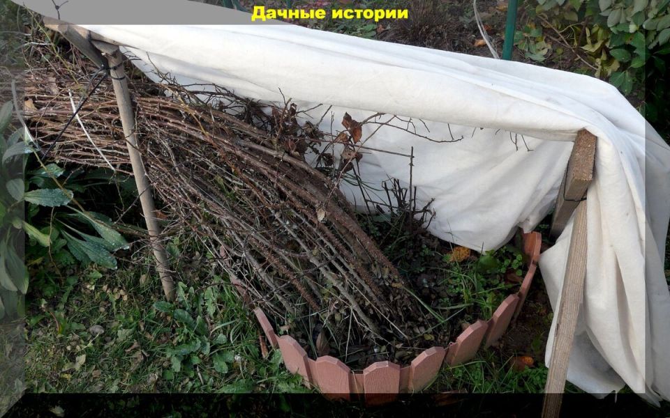 Подготовка цветника к зиме: ключевые этапы и советы