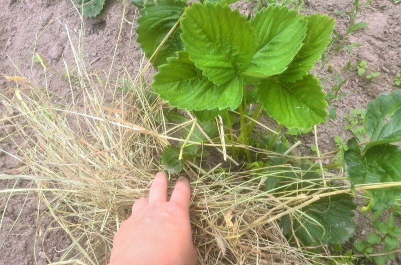 ��� ����������� �������� � ����: ������ ������ ��� ���������