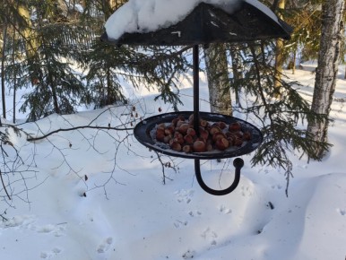 Секреты дачного уюта: как помочь белкам пережить зиму и советы по уходу за растениями