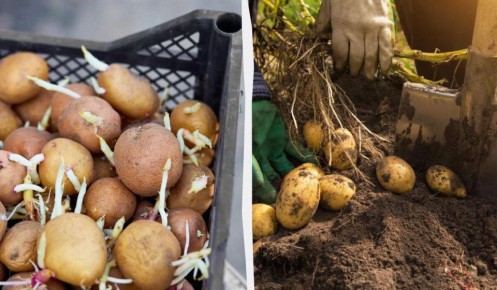 ��� ���������� � �������� �������� ��� ������������� ������