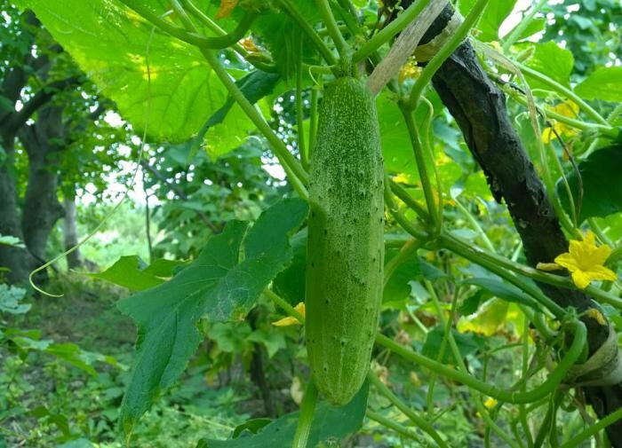 Зола как секрет успешного урожая огурцов