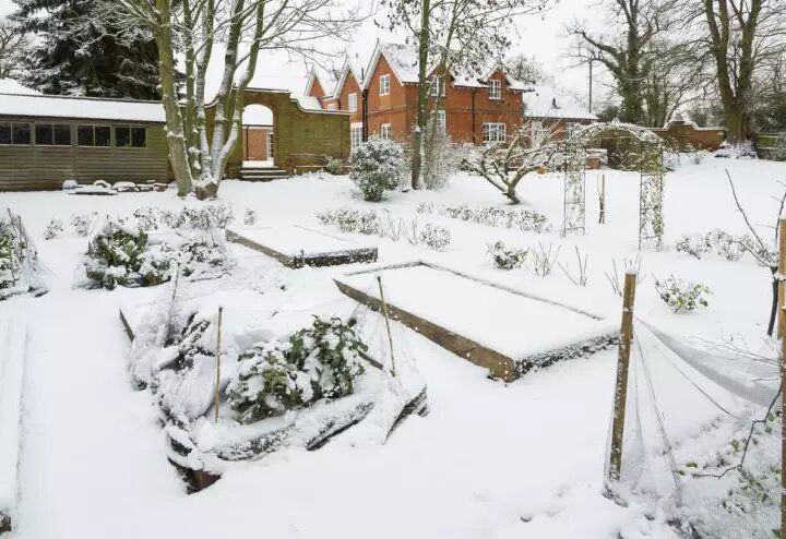 Зимний лунный календарь: советы по уходу за садом с 29 ноября по 5 декабря