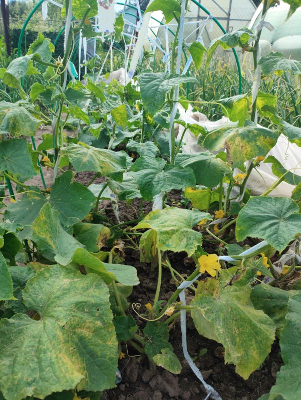 Как собрать огурцы: секреты хрустящих плодов и максимального урожая