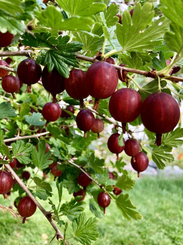 Как подкормить смородину и крыжовник осенью для великолепного урожая