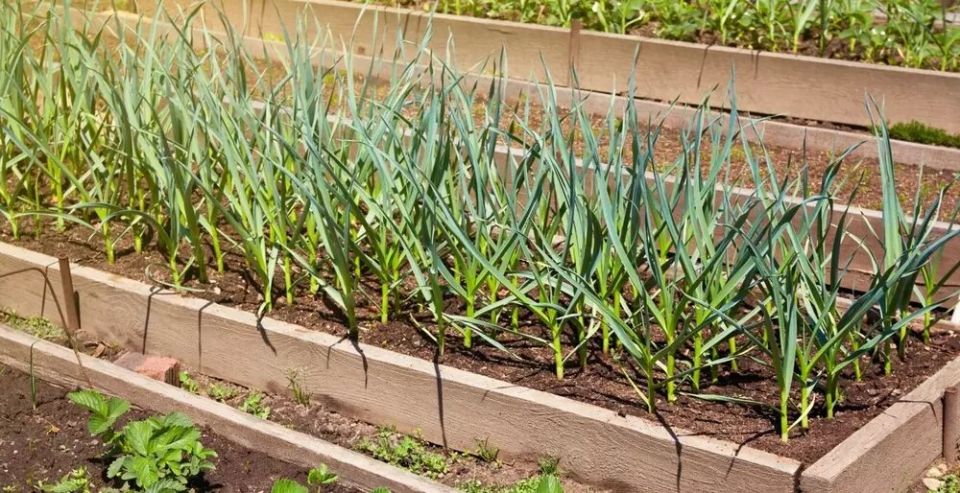 Как эффективно использовать грядки после лука и чеснока