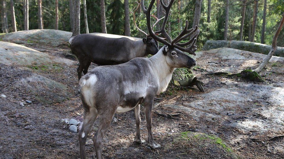 В Забайкалье задержали туриста с необычными находками