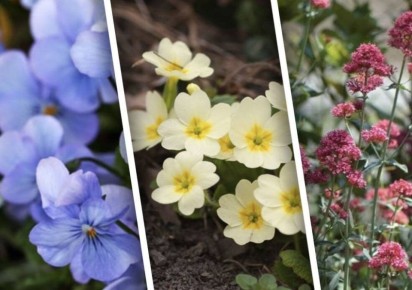 Многолетники, которые расцветут в год посадки: секреты успешного ухода
