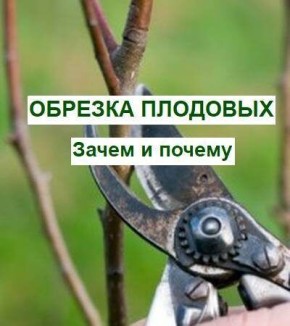 Эффективные методы обрезки плодовых деревьев для богатого урожая