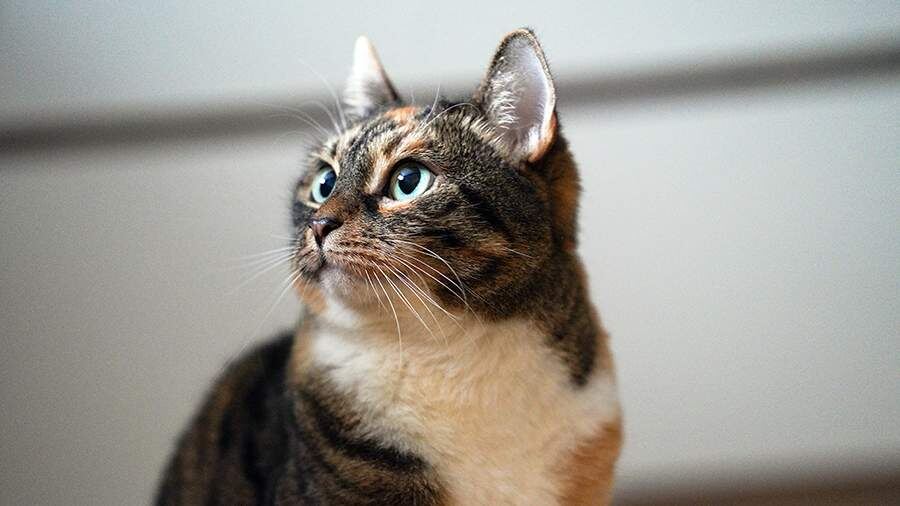 Конфискация животных за жестокое обращение: новый закон на подходе