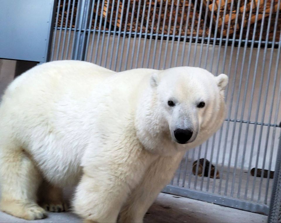 � ��������������� �������� ������� ����������� �� ��� ��������� �������