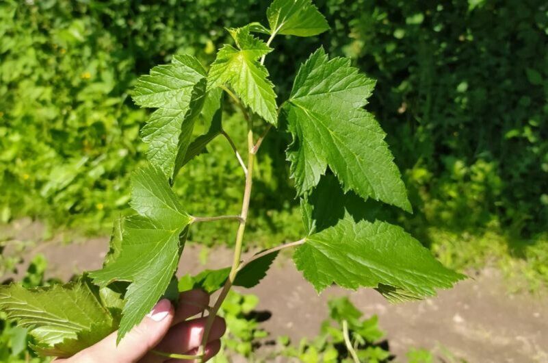 ��� ������ ���������� ��������� ������� ��������� � ����