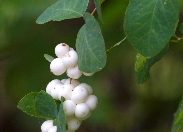 ��� ��������� ������������� � �������� ��������������