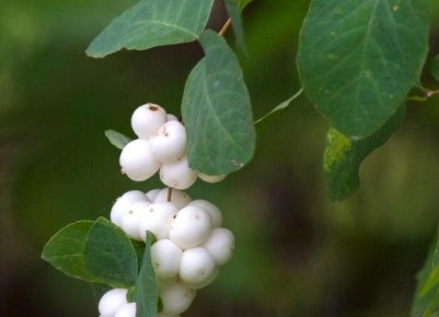 ��� ��������� ������������� � �������� ��������������