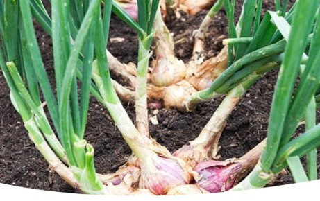 ��� ��������� ��� �����: ������� ��������� ������