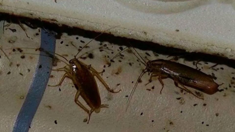 �������� ���������: ��� �������� ���������� �� ����������� �������