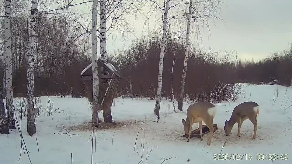 ������� ����� ������ ������ �� �����������