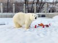 В Большереченском зоопарке зовут на День полярного медведя