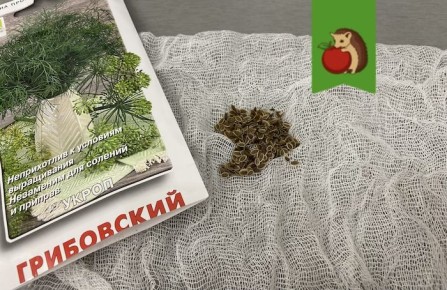 ������ ������� �������� ������ ��������� �����: ����� � ����