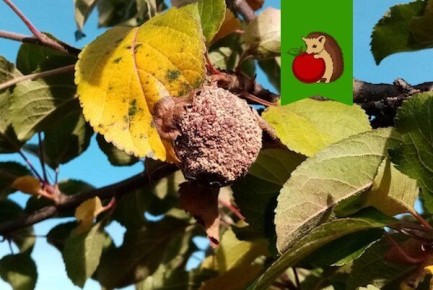 Как избежать гниения яблок в следующем сезоне: советы для садоводов