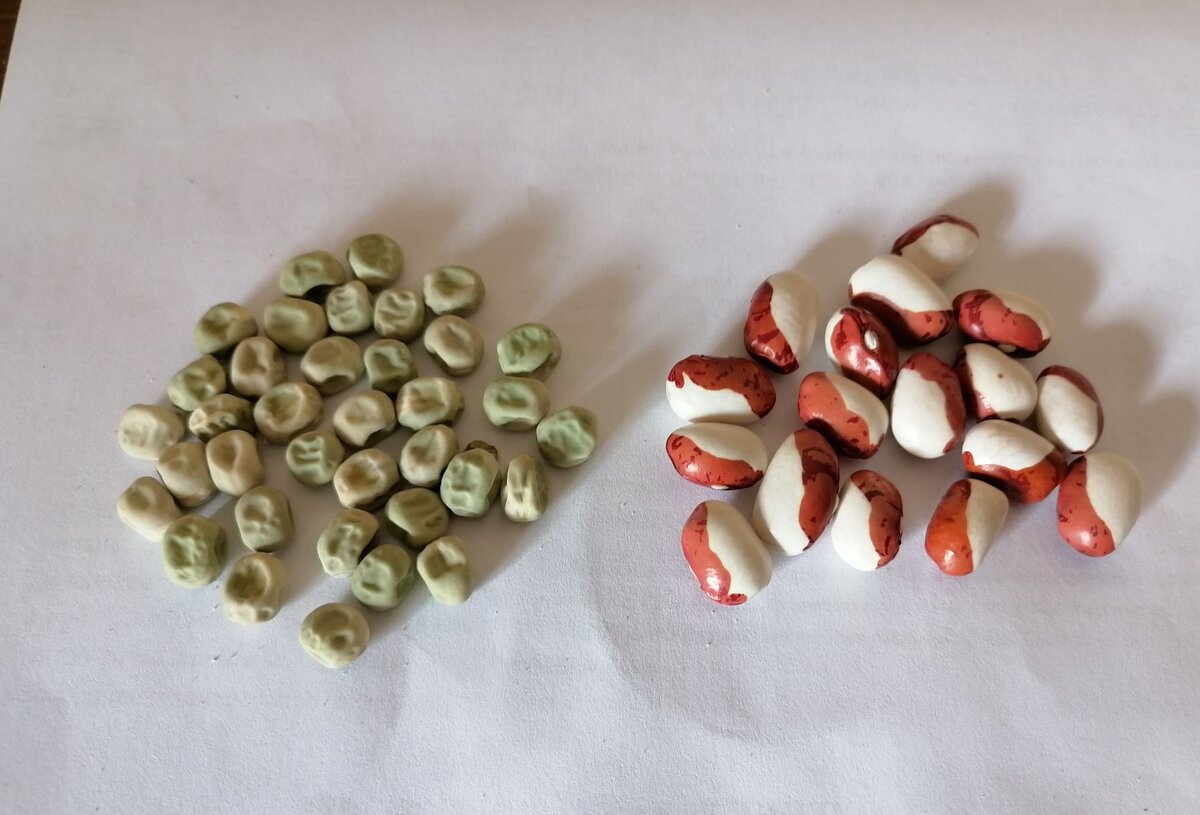 Зимние секреты: Как сохранить собранные семена