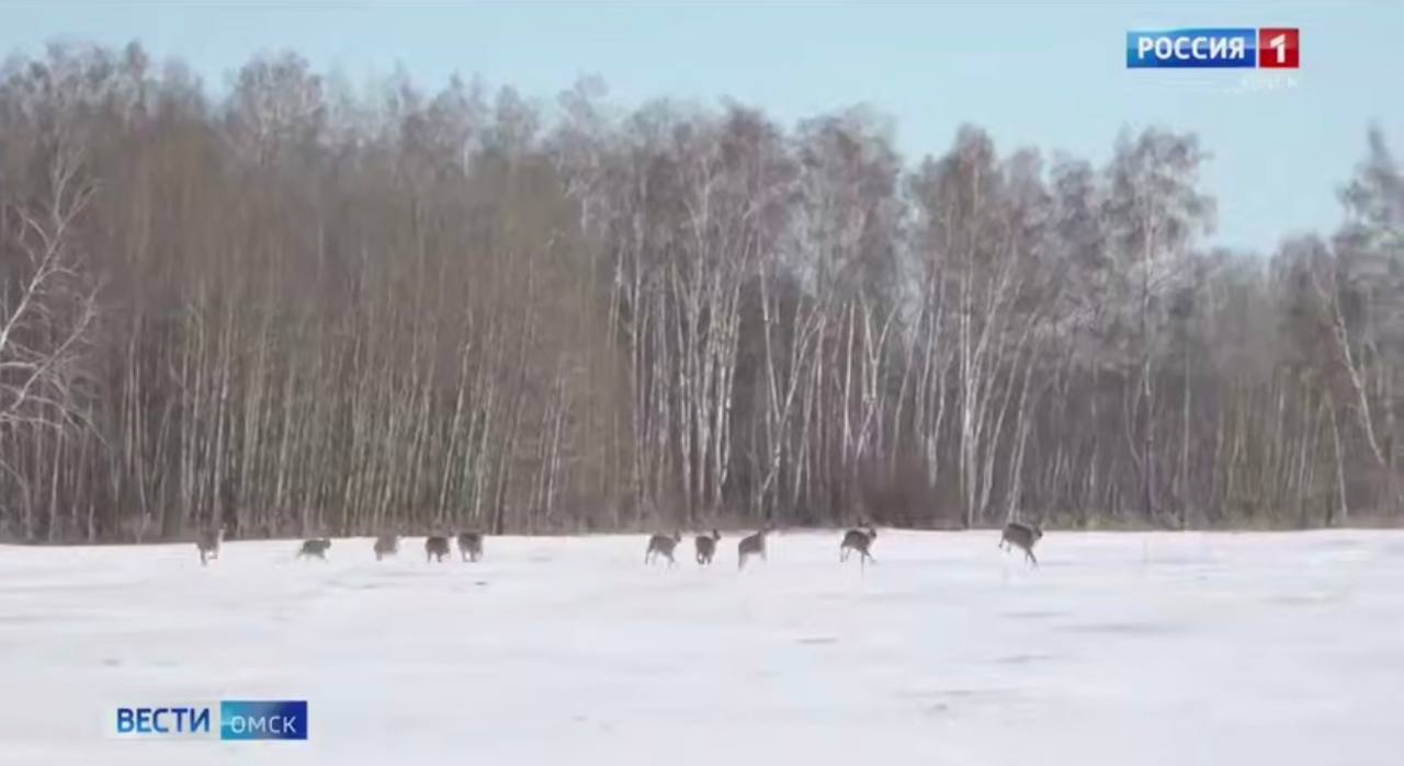 В заказниках Омской области завершается контрольный пересчет животных