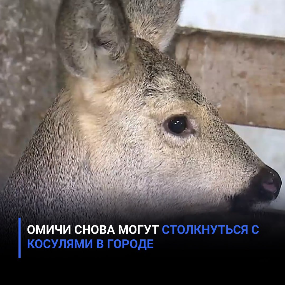 Омичи снова могут столкнуться с косулями в городе