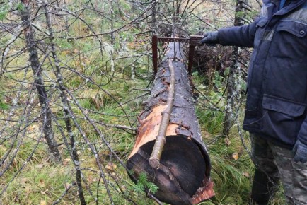 В Омской области прокуратура направила в суд уголовное дело по факту незаконной рубки пихты стоимостью почти 2 млн рублей