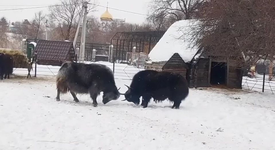 ��������������� ������� ������� ���� �������� ����