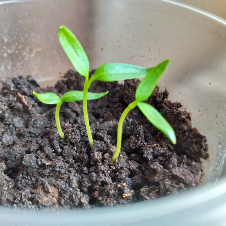 Когда пикировка перца действительно необходима: два случая, которые стоит знать