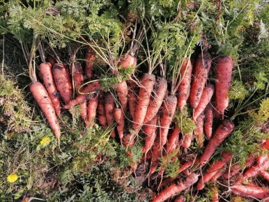 Как вырастить идеальную морковь: советы по заботе о всходах