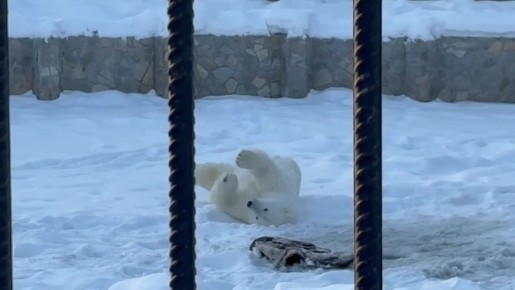 ����� ��������� �������� ���� ��������� �������