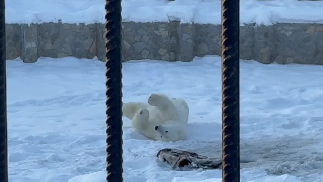 Думка готовится отметить День полярного медведя