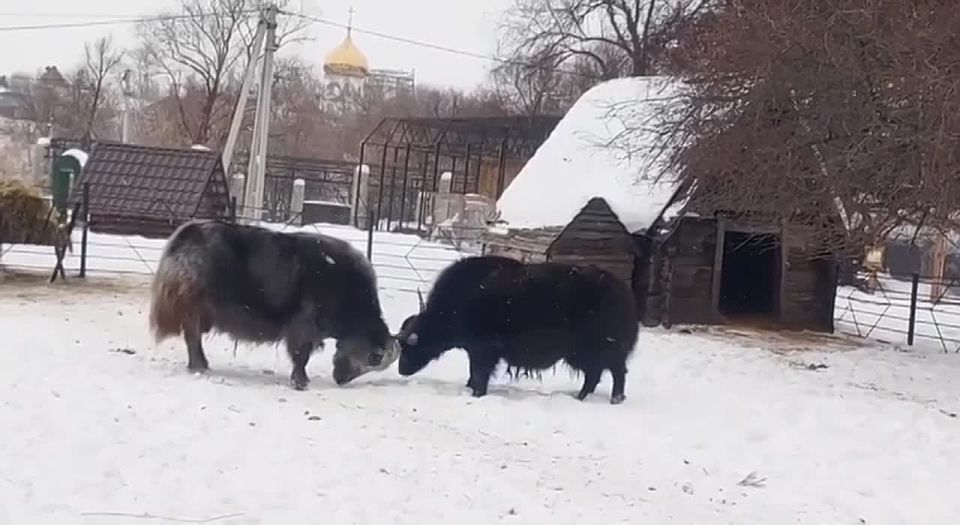 � ��������������� �������� �������� "��������" ����